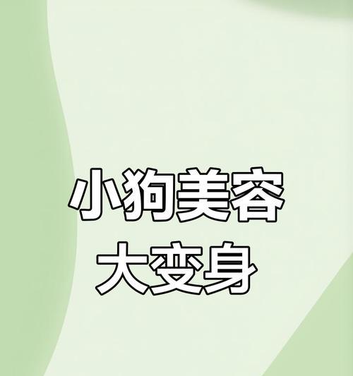刚生的泰迪宝宝何时可以洗澡？（洗澡对于刚出生的泰迪犬来说是否安全？）