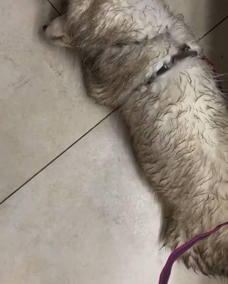 萨摩耶产后多久可以洗澡？（宝宝安全，母犬健康的洗澡时间安排）