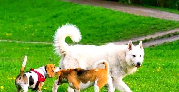 狂犬病犬的常见症状及表现（揭秘狂犬病的隐藏杀手）