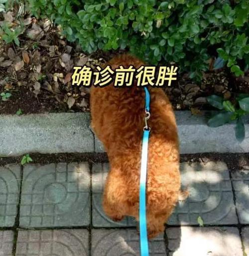 延缓泰迪衰老的方法——关注寿命可达20岁的最新研究（揭秘泰迪长寿的关键，让你的宠物更健康长寿）