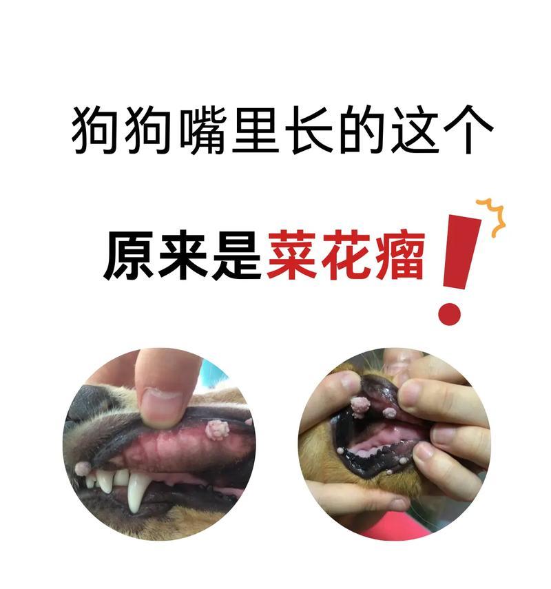 狗狗口水粘液的原因及相关问题解析（探究狗狗口水粘液的成分和作用机制）