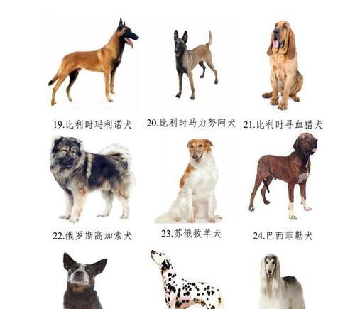 探索宠狗的世界——认识不同品种的宠狗（从拉布拉多到贵宾，了解各类狗狗的特点与魅力）