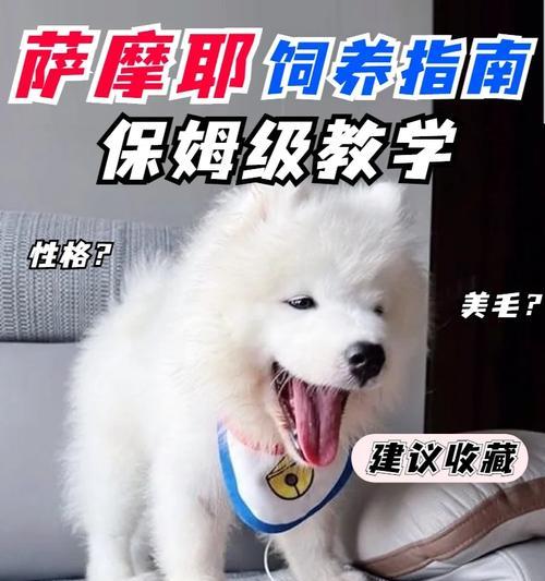 萨摩耶饲养全攻略（掌握这些技巧，让你的萨摩耶快乐健康成长）