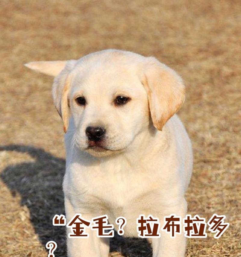 金毛狗狗经期及其周期解析（了解金毛狗狗的生理周期，更好地关爱它们）
