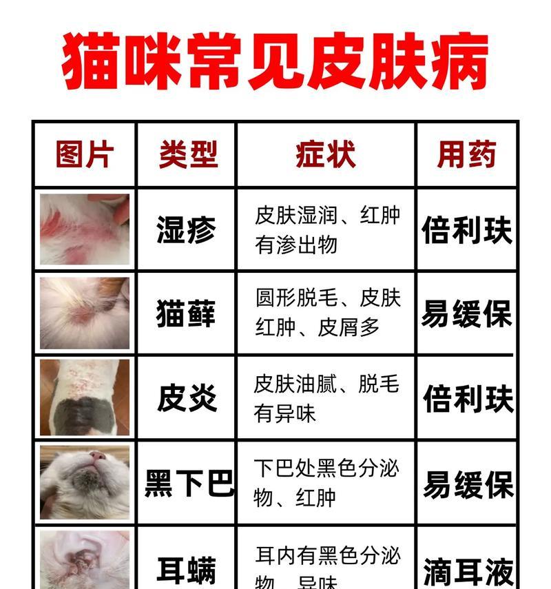 猫与人类（了解猫对人类可能传染的皮肤病，保护你和家人的健康）