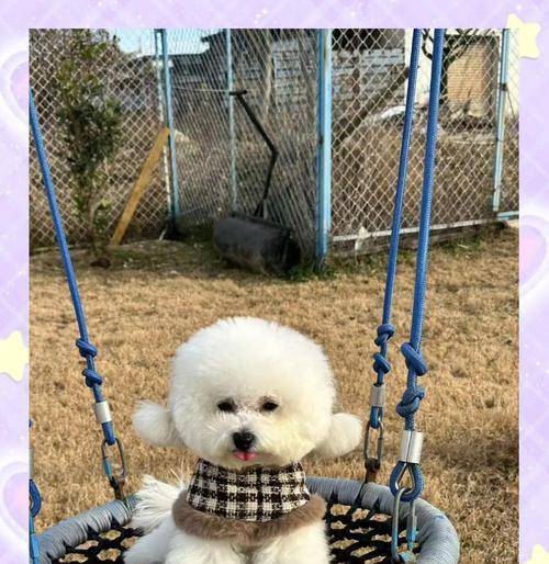 比熊犬去泪痕战斗史（换了只比熊？看眼药水如何改变泪痕困扰）