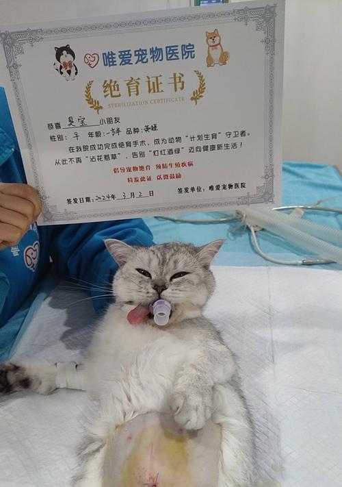 猫咪绝育，是必要的选择吗？（探讨猫咪绝育的好处与坏处）