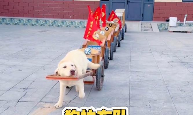 速度与力量的结合（快如闪电的狗类英雄们，他们能匹敌小汽车的速度吗？）