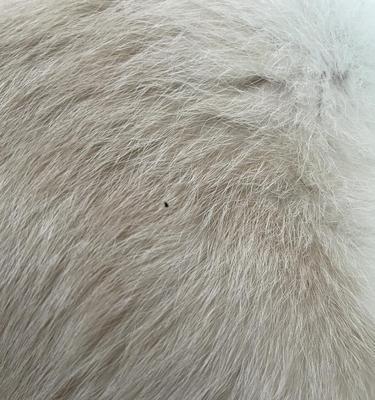 跳蚤的排便频率及特征（揭开跳蚤排便的奥秘，探寻其排便规律）