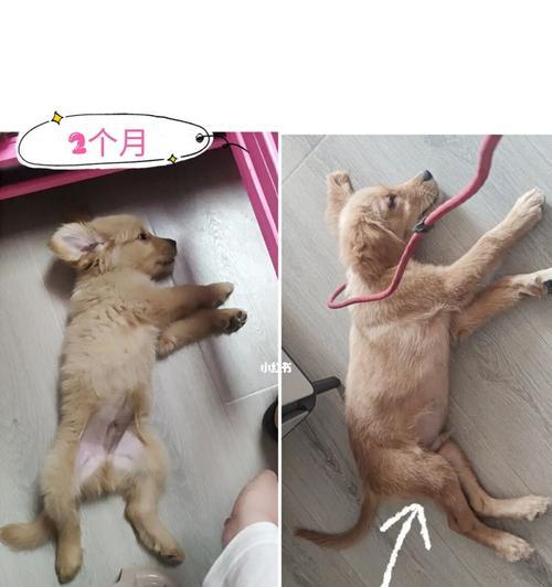 金毛犬的成长过程（了解金毛犬的成长规律，让你成为贴心宠物主人）