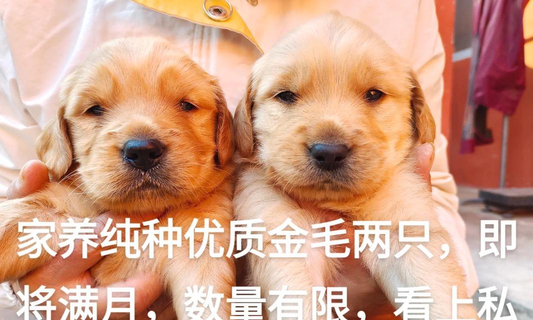 金毛的饮食管理与喂食时间表（金毛的喂食量和时间需根据年龄和活动量合理安排）