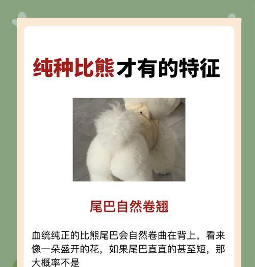 比熊犬的寿命和成年体型揭秘（探寻比熊犬的长寿秘诀和体型特征）