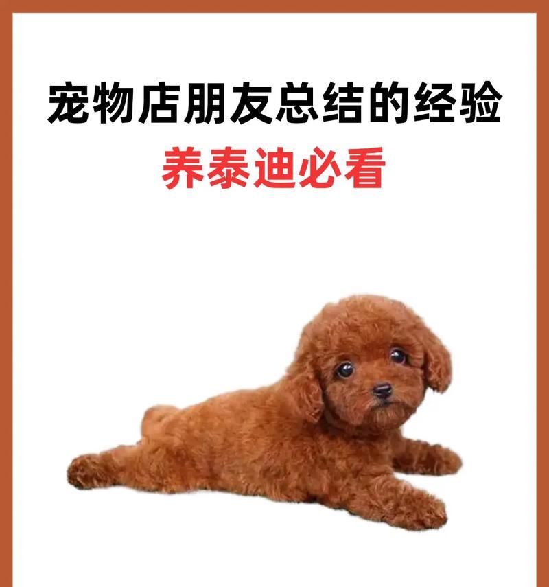 穷养泰迪的省钱养护指南（以最划算的方式养一只健康快乐的泰迪）