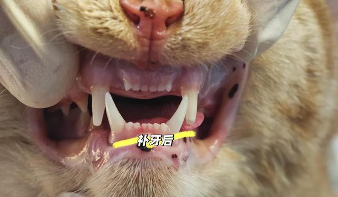 猫的尖牙掉了多久才会长出来？（揭秘猫尖牙的生长周期及保健方法）