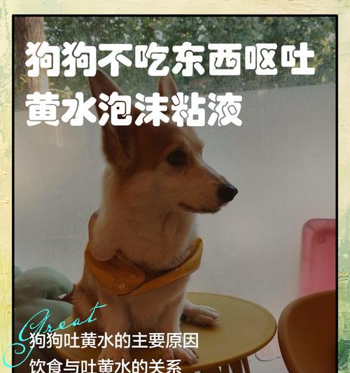 狗狗不进食的原因及解决方法（解决狗狗不进食的四大原因，让你的宠物恢复食欲）