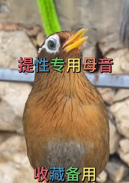画眉鸟养多久才会唱？（培养画眉鸟唱歌技巧的关键）