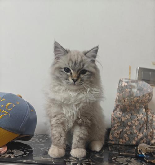 猫咪为什么经常移窝？（探究猫咪频繁移窝的原因与心理）