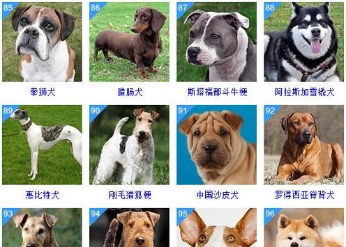 宠物小狗的品种及特点（探索世界各地的各种小狗品种）