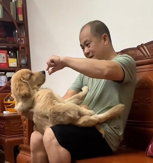 寄养狗狗的方式与注意事项（自驾带狗回家的注意事项）