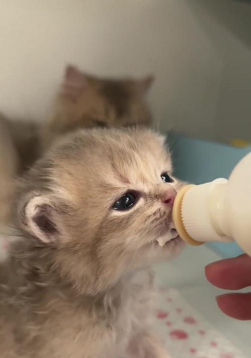 小猫从何时开始自己吃奶？（探究小猫自主进食奶的时机及相关注意事项）