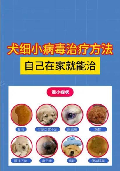 如何保护狗狗免受细小病毒感染（消除环境中的细小病毒残留，让您的爱犬健康无忧）