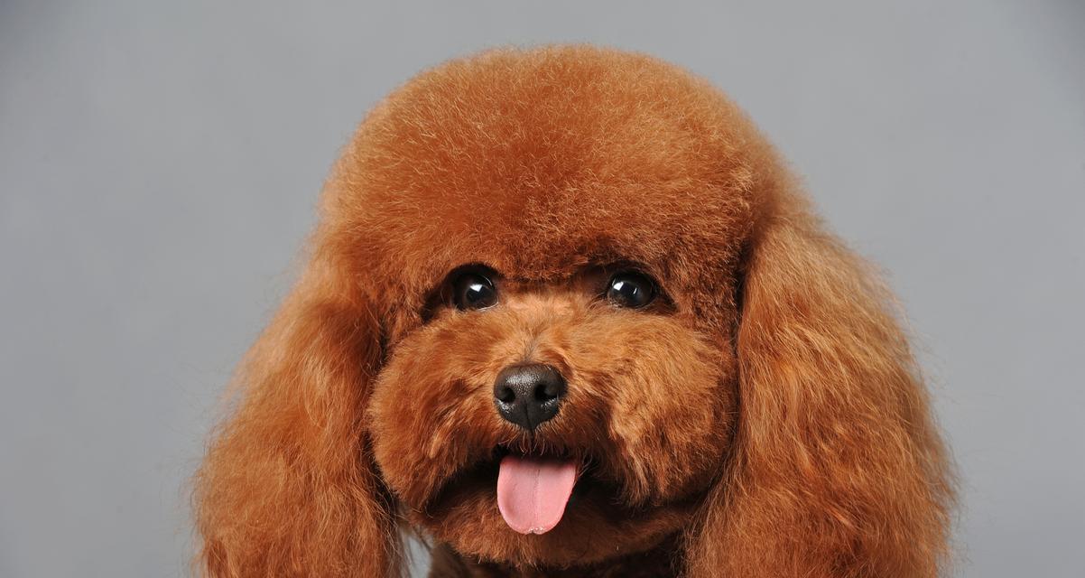以泰迪是首选饲养的智商排名第二贵宾犬（为你带来快乐与智慧的理想宠物伴侣）