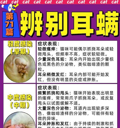 如何治疗猫咪耳螨？一步步解决猫咪耳螨问题（了解猫咪耳螨，科学治疗保护它的健康）