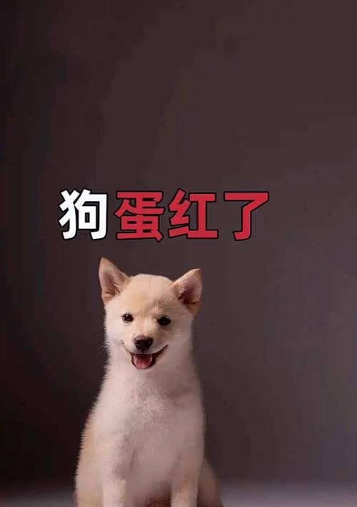 狗狗阴囊炎的康复时间有多长？（探究狗狗阴囊炎的康复时间和预防措施）