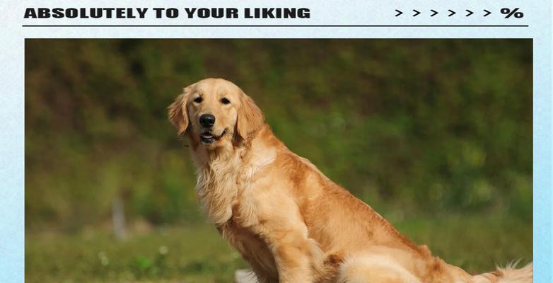 金毛犬的养育之道（盘点金毛犬的缺点及如何解决）