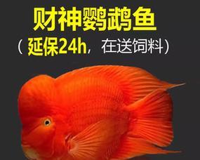 招财鱼疾病辨识与治疗指南（教你识别招财鱼的几种常见疾病及有效治疗方法）