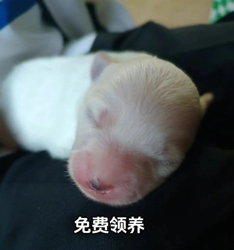 博美犬的生育周期及生产过程（揭秘博美犬的繁殖时间、产仔过程和注意事项）