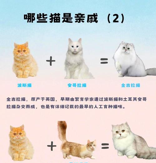 探秘猫咪的生活习性（揭秘猫咪的神秘世界，你了解多少？）