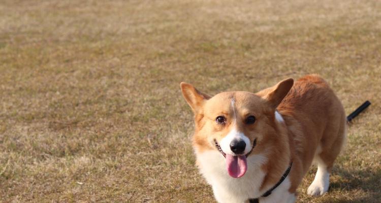 简单易养的短毛犬推荐（从容不迫的短毛犬，给你带来无忧养宠体验）