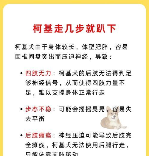 柯基犬月经管理指南（关注你的柯基犬月经健康，让它更快乐）