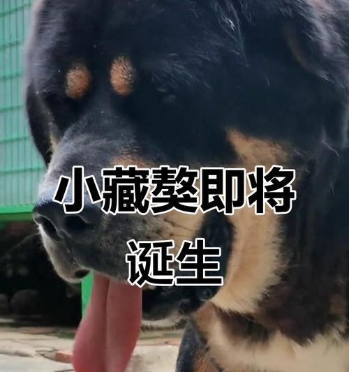 小藏獒驱虫的重要性及驱虫周期（了解小藏獒驱虫的最佳周期和方法）