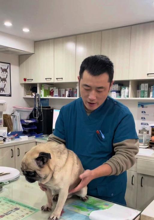 狗狗断血线频率及影响（探索狗狗断血线周期，了解其对健康的重要性）