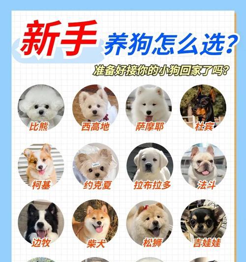 小狗的成长周期及体型变化（以体型为主要指标，了解小狗从出生到成年的生长过程）
