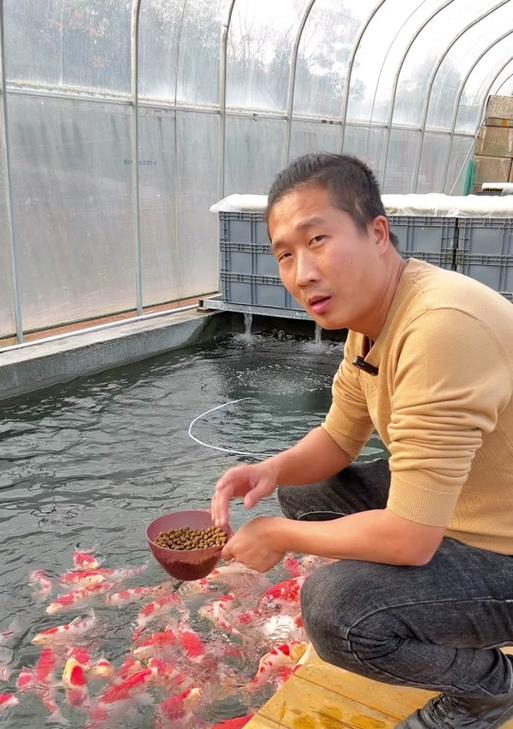 冬季饲养锦鲤水换频率的探讨（以冬天锦鲤多久换一次水为主题的讨论）