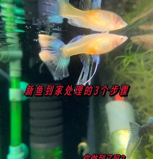 如何合理养孔雀鱼（掌握适宜酸碱值，让孔雀鱼健康成长）