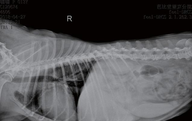 以犬手术生化要检查哪些？（全面了解手术前的生化检查项目和意义）
