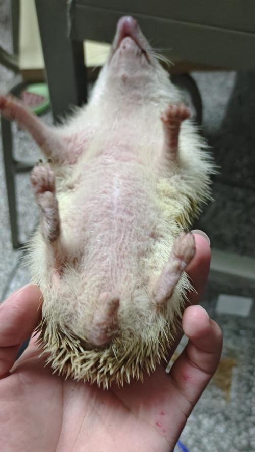 刺猬的繁衍奥秘（以满身都是刺的刺猬是如何繁衍后代的？）