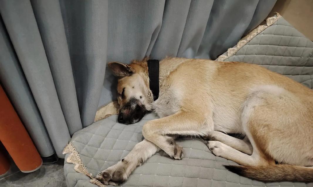 以狗垫适合哪些狗？（狗垫选择指南，为你的狗狗提供舒适的休息空间）