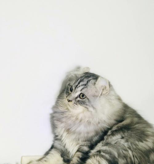 探秘卷耳猫（了解卷耳猫的特点与区别，与折耳猫到底有何不同？）