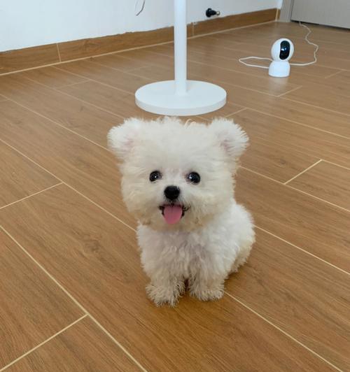 茶杯犬（可爱小巧的茶杯犬，让你爱不释手）