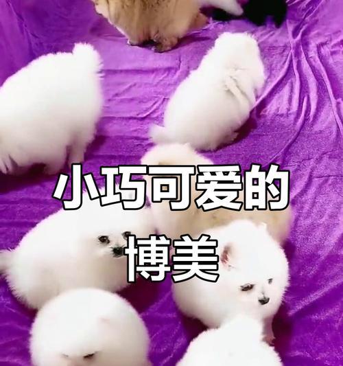 茶杯犬价格明细（探究茶杯犬的价格和市场行情）