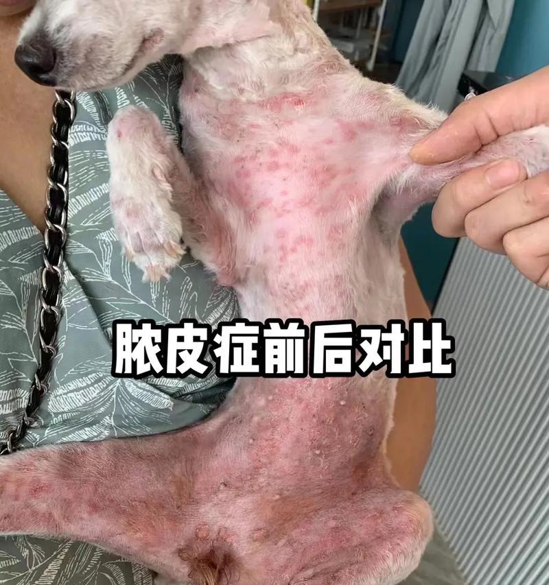狗狗脓皮症的原因、症状和治疗方法（了解脓皮症，保护爱宠的健康）
