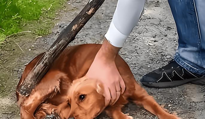 如何帮助狗狗克服恐惧？（7个方法帮助狗狗摆脱恐惧，重拾快乐生活）