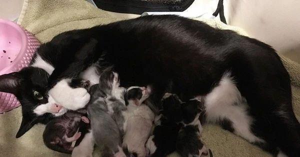 猫的生产周期及繁殖能力调查（以猫进窝多久能生产？一窝幼崽的数量又是多少？）