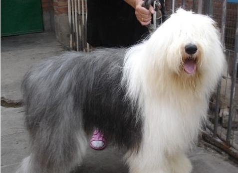 养英国古代牧羊犬，共享宠物快乐