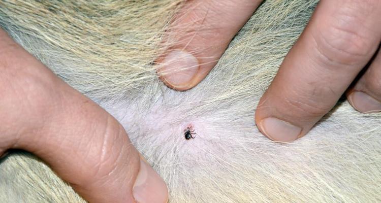 狗狗常见寄生虫及驱虫方法（保护宠物健康，从根源驱除寄生虫）